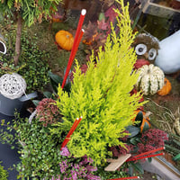 Plantes extérieures jardins de plantes by Hé fleur et moi Valenciennes fleuriste Valenciennes