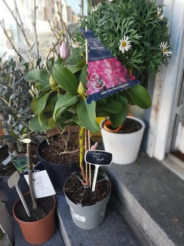 Pépinière fleuriste de Valenciennes