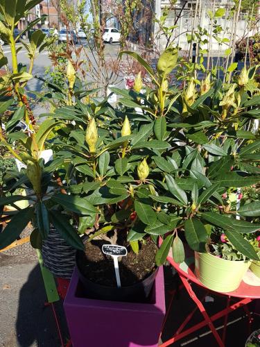 Rhododendron Valenciennes