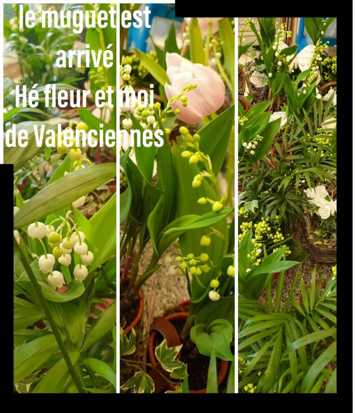 Muguet Valenciennes